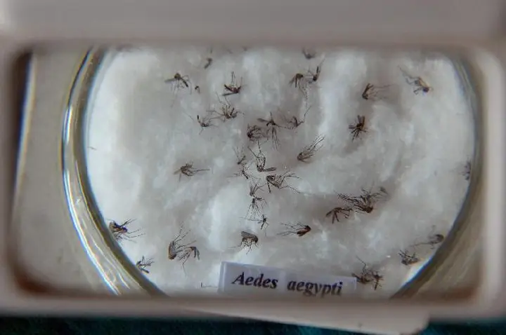 Pesquisa do Butantan padroniza nomenclatura de vírus da dengue