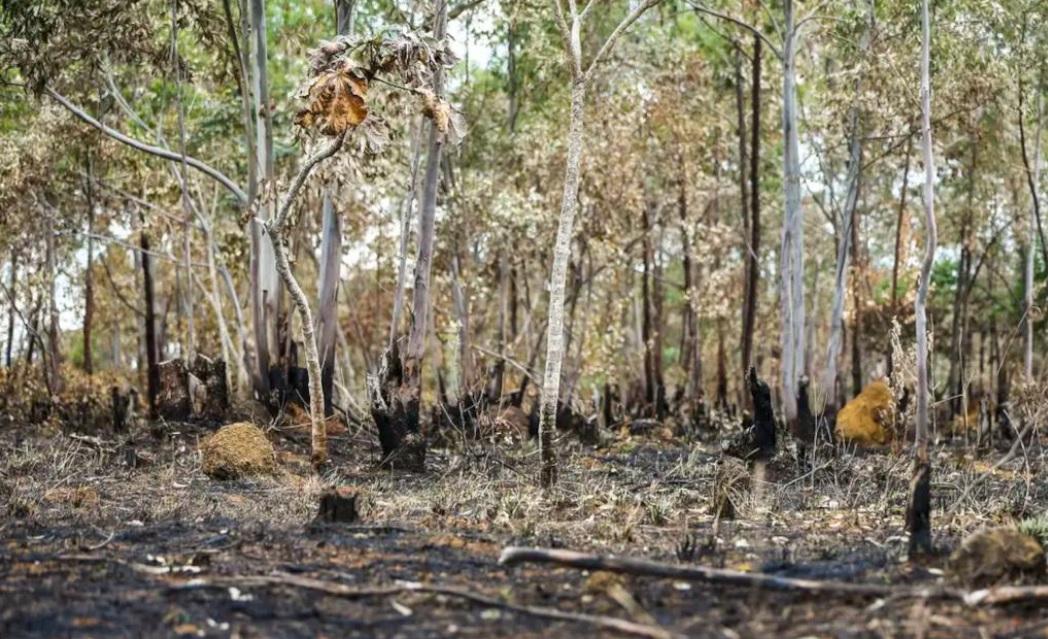 NO PARÁ, JUIZ CONDENA DOIS HOMENS POR INCENDIAREM RESERVA AMBIENTAL AO TIRAREM MEL DE ÁRVORE
