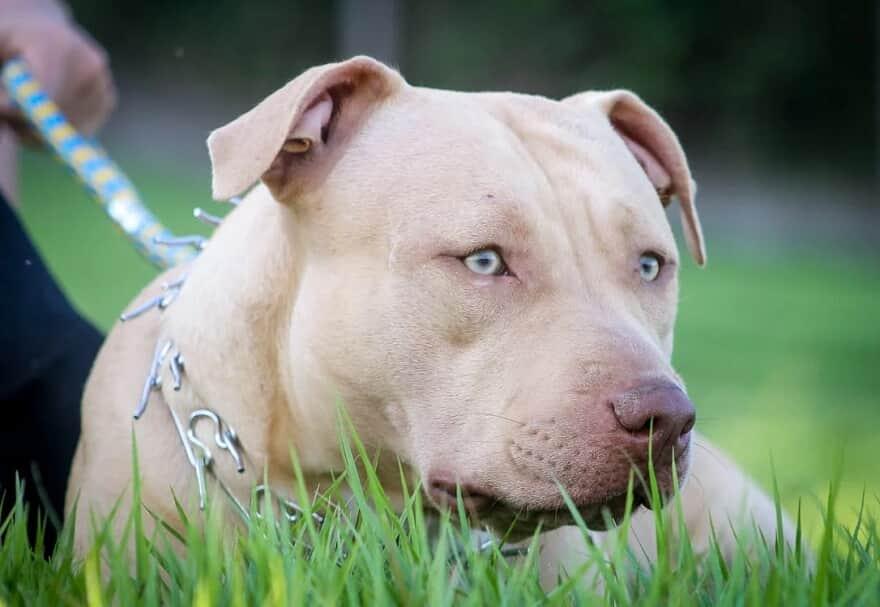 Homem é condenado pela morte de um pitbull e desnutrição de outro