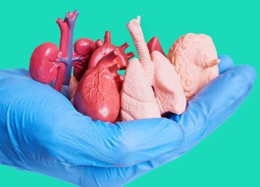 Intenção de doar órgãos passa a ser certificada por documento digital