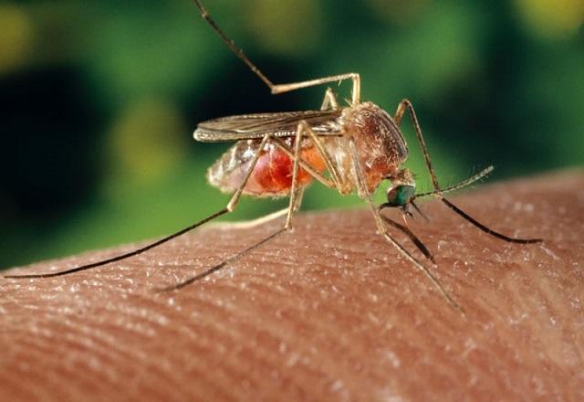 COM VÍRUS CIRCULANDO, SESPA DIVULGA MEDIDAS DE PREVENÇÃO À FEBRE DO OROPOUCHE