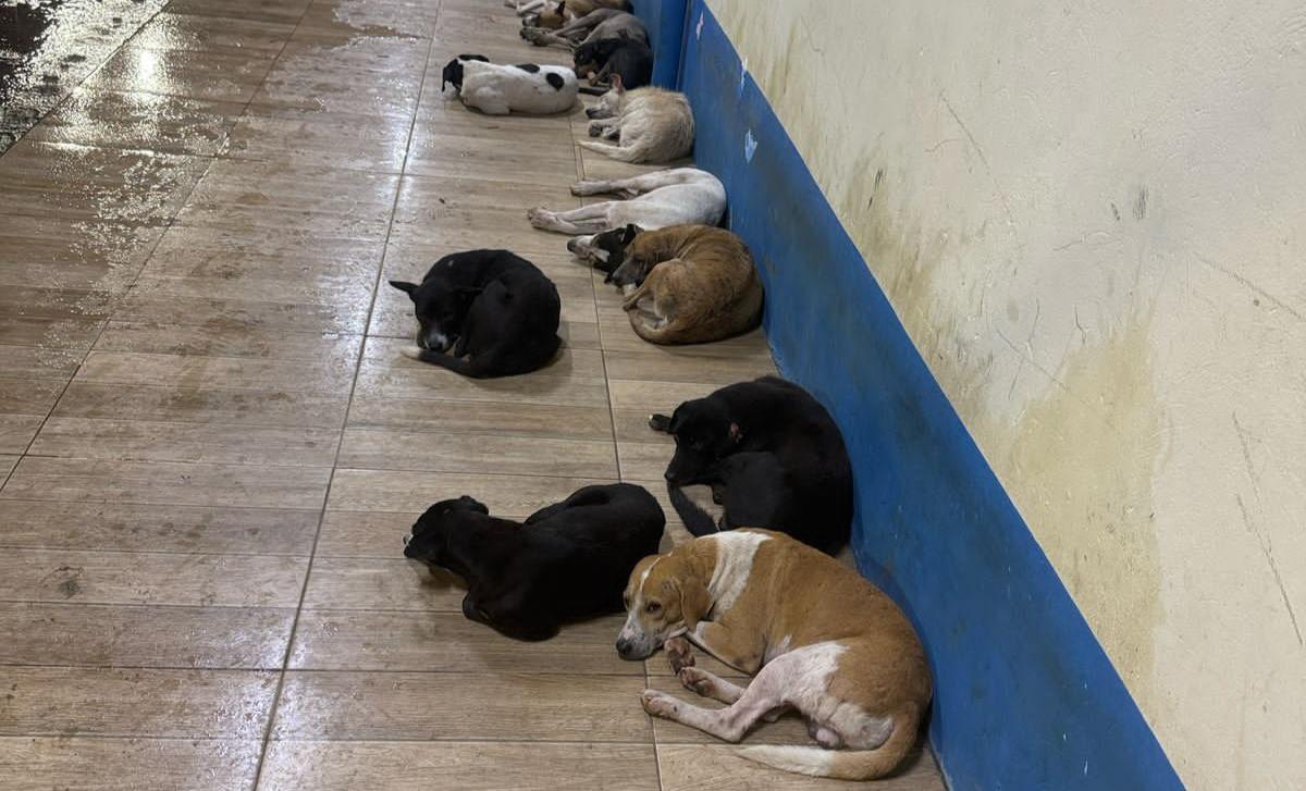 MPPA apura caso de envenenamento em massa de cães na zona rural de Igarapé-Miri