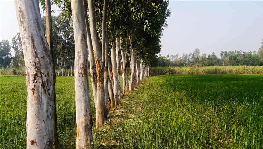 TJ de Santa Catarina mantém condenação a fazendeiro por sombra de eucaliptos sobre lavoura vizinha