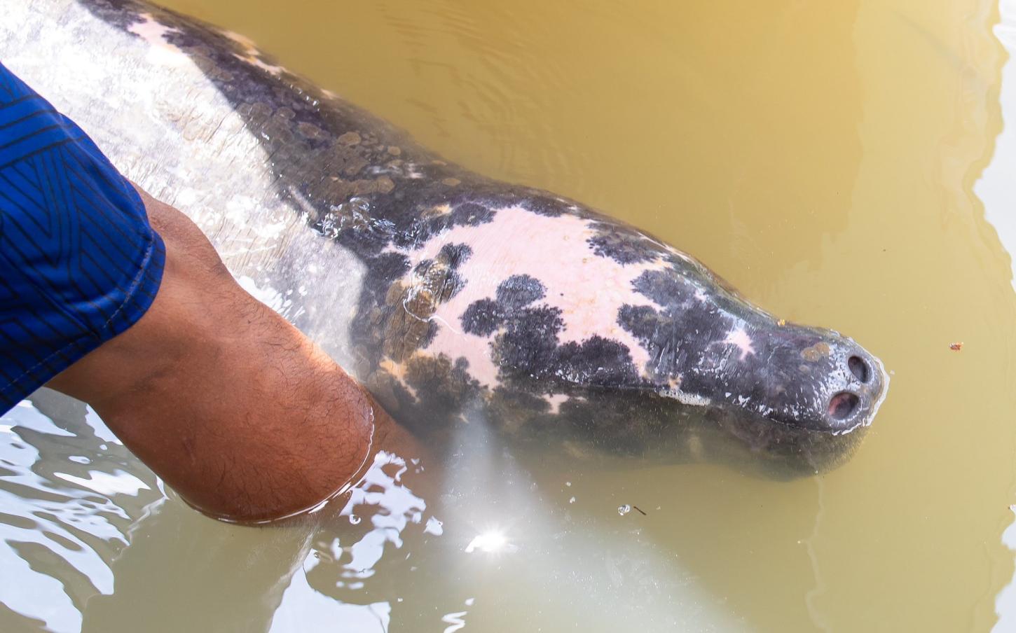Peixe-boi debilitado é resgatado com apoio da Prefeitura de Barcarena